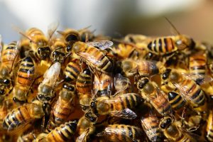 Bienen Larventest